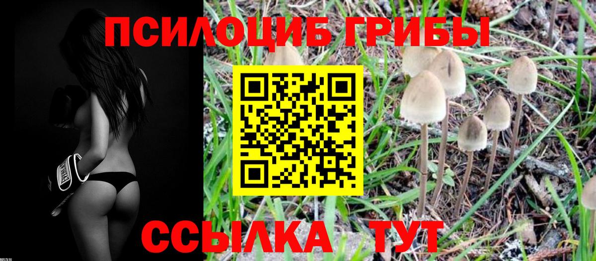 Галлюциногенные грибы Psilocybe Ликино-Дулёво